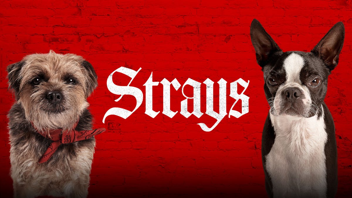 Strays